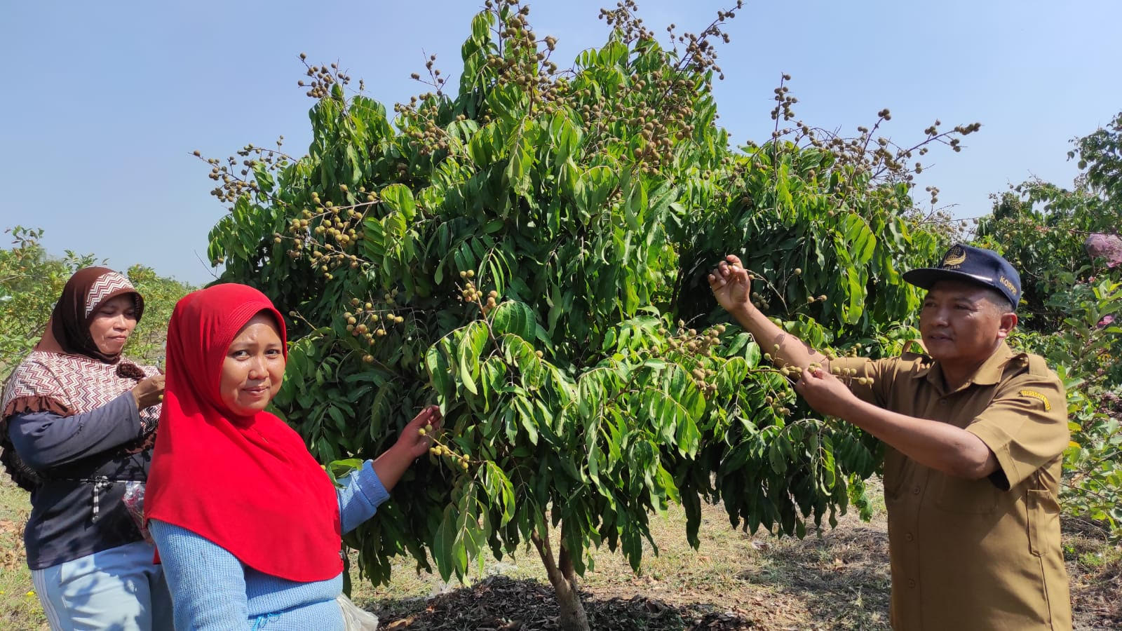 buah petik gresik